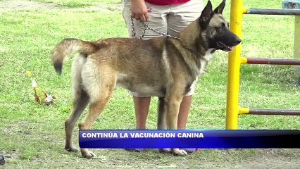 Continua la vacunacion canina