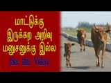 நாய் சண்டையை விலக்கும் மாடு | Cow tries to stop fight between dogs- Oneindia Tamil