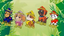 Finger Family Paw Patrol Zuma Jungle 2016 Animation | Daddy Finger Nursery Rhyme Song