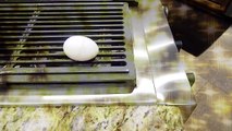 Egg magic trick: turning an egg from one yolk to two yolks