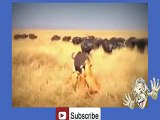 Buffalo's Kill Lion -hehe _4