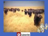 Buffalo's Kill Lion -hehe _7