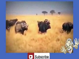 Buffalo's Kill Lion -hehe _8