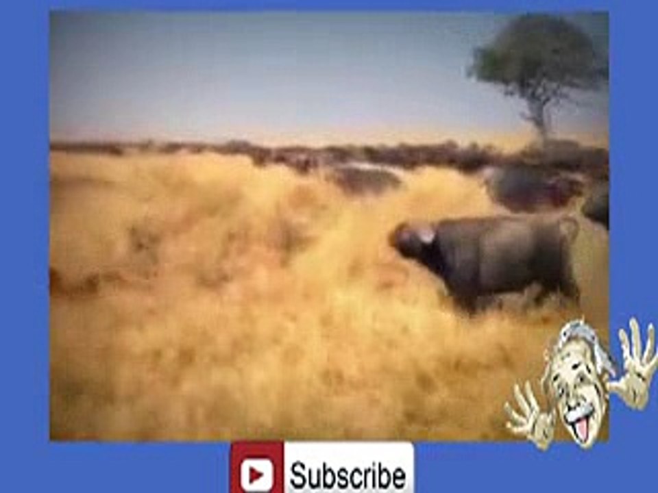 Buffalo's Kill Lion -hehe _9