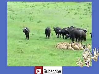 Buffalo's Kill Lion -hehe _11