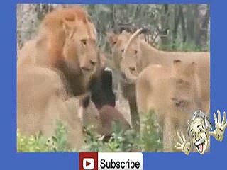 Buffalo's Kill Lion -hehe _20
