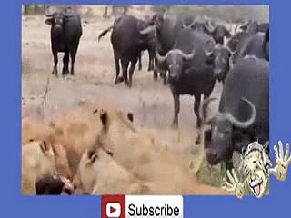 Buffalo's Kill Lion -hehe _21