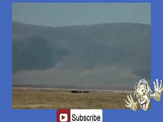 Buffalo's Kill Lion -hehe _27