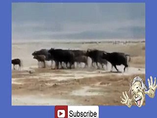 Buffalo's Kill Lion -hehe _29