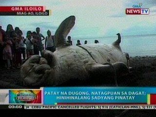 BP: Patay na dugong, natagpuan sa dagat ng Iloilo