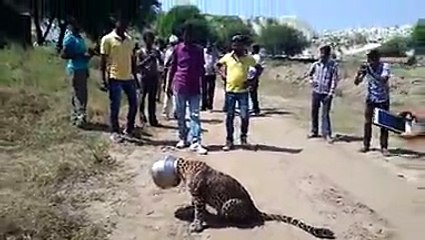 Leopard Got Stuck In A Vessel