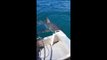 Great White Shark Circles Fisherman in New Zealand