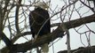 LOVE BIRDS 2 American Bald Eagle Eagles Resting on Tree watch in HD Full Screen