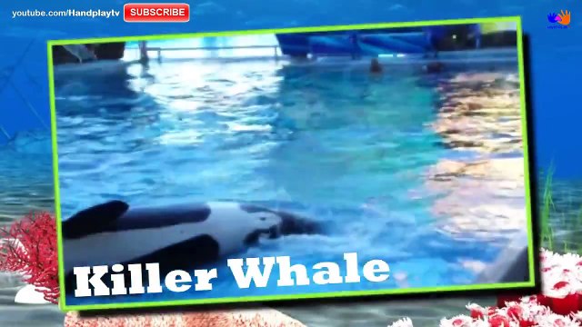 Wild Animals learn for kids. Compilation 60 Min !!! Animal Finger Family Songs | Handplayt