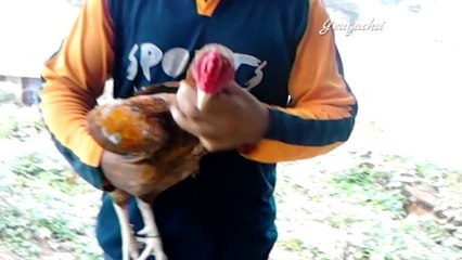 Cho gà ăn trứng sống và tập thể lực dưới nước khi trời nóng