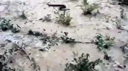 King Cobra Eat Python Snake