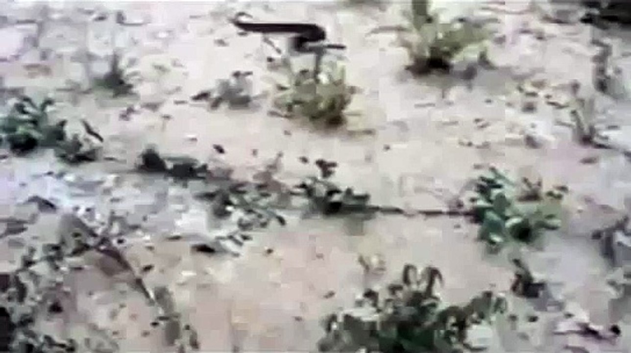 King Cobra Eat Python Snake