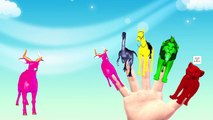 Horse colors Finger Family Nursery Children English Animated 3d Animals animated rhymes