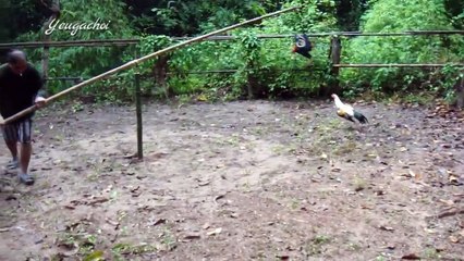 Tập thể lực cho gà chọi, bài tập  #2