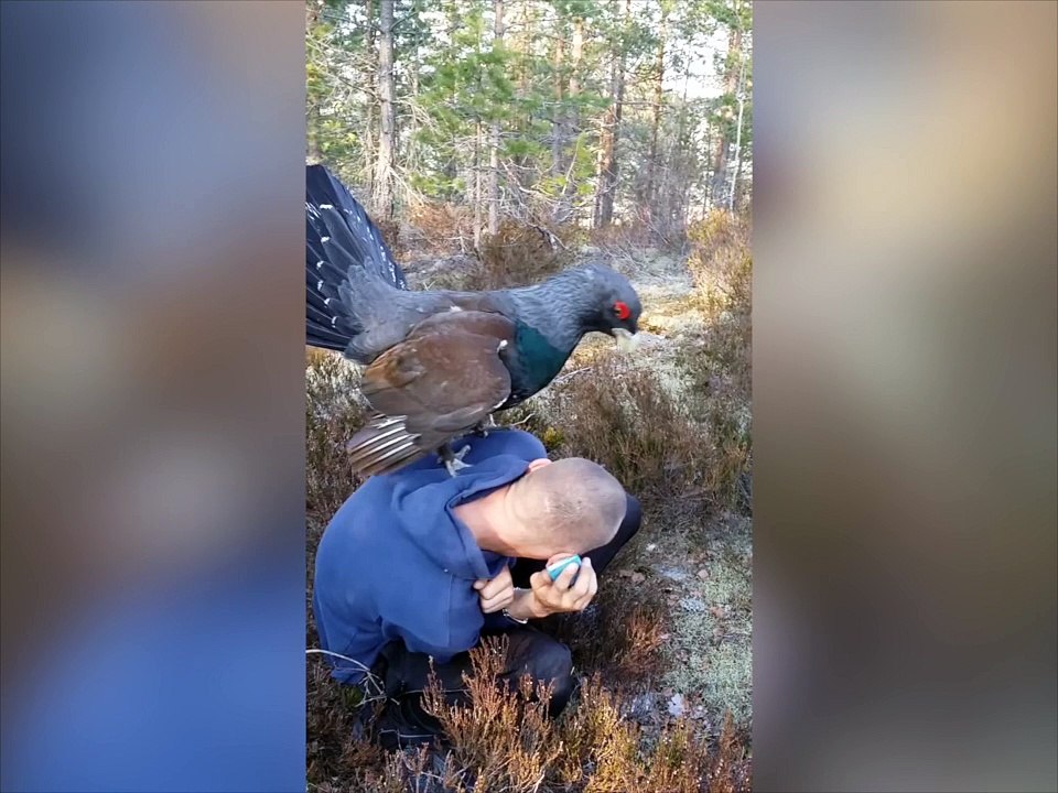 Un oiseau a une réaction assez particulière face à cet homme !