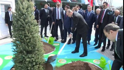 Cumhurbaşkanı Erdoğan Ağaç Dikti