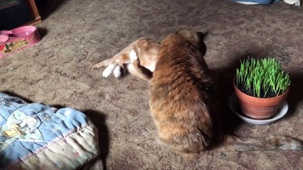 Cat UFC IV- Endo V/S Floki Rematch