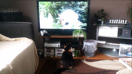Chat VS écureuil géant à la TV... Peur de sa vie