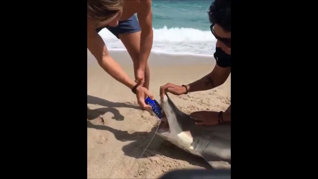 Ces jeunes débile capturent un requin pour ouvrir une bière dans sa bouche...