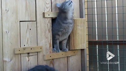 Même les chats font des photobombs... Enorme