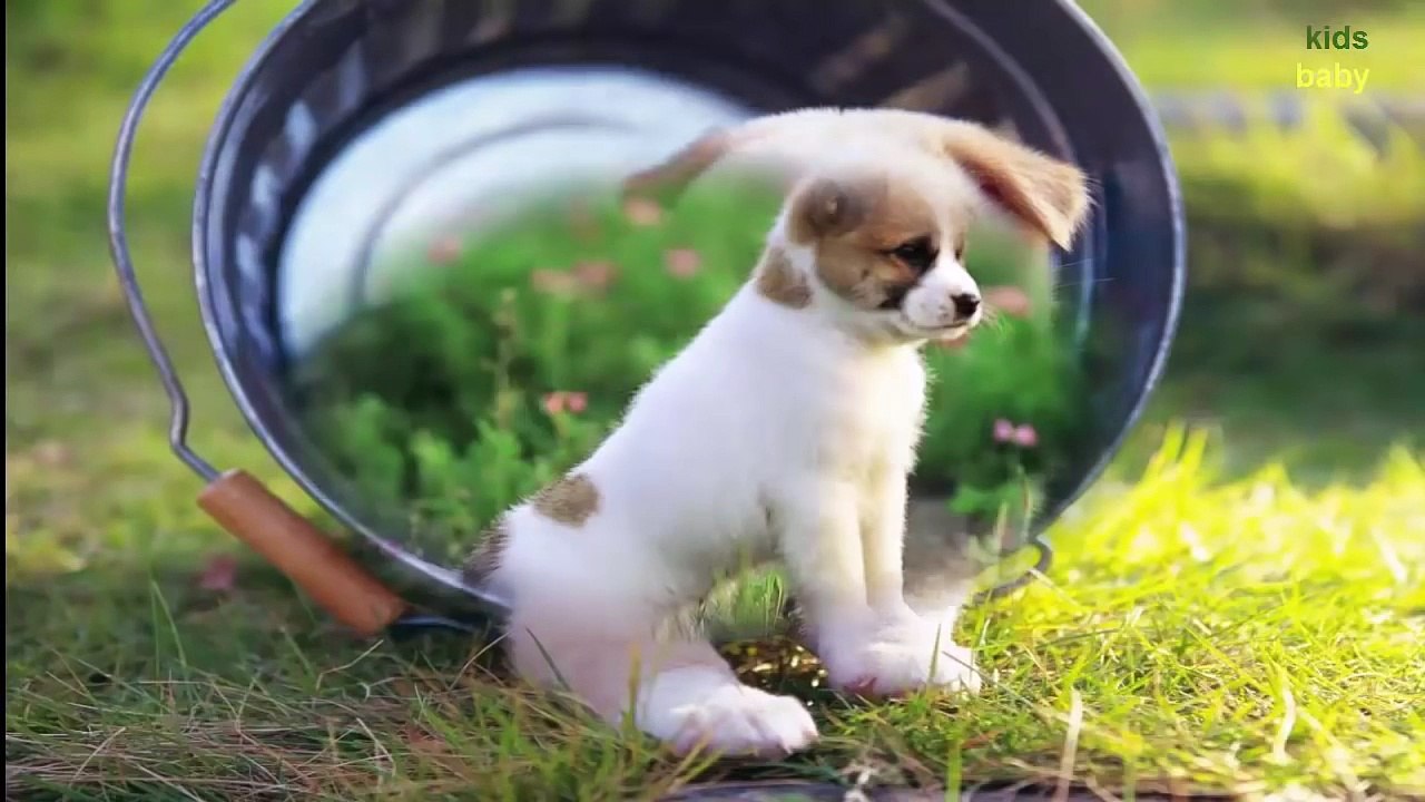 Kids Learn Animals Names and Sounds with Baby Panda | Animals Paradise Educational Game Fo