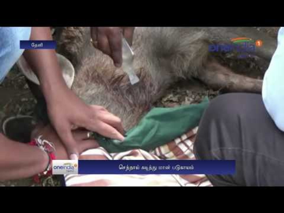 Dog attack in Deer forest officials send hospital - Oneindia Tamil