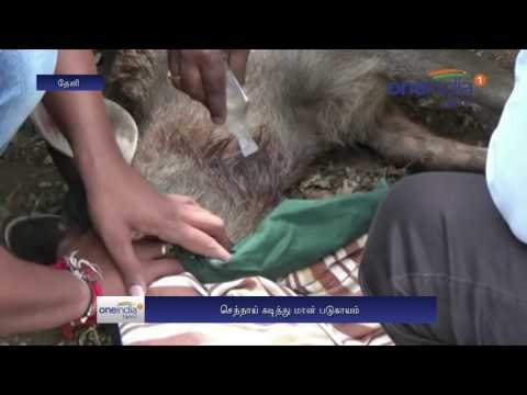 Dog attack in Deer forest officials send hospital - Oneindia Tamil