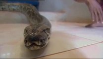 Sambath et Chomran, l amitié incroyable entre un serpent