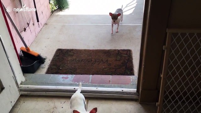 Dog rescued after Louisiana floods conquers fear of doorways