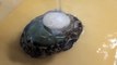 How to process Japanese Abalone