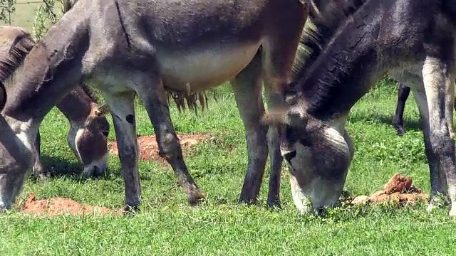 Le braconnage des ânes en Afrique
