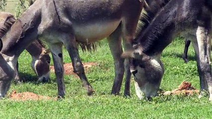Le braconnage des ânes en Afrique