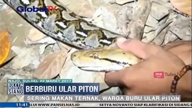 Sering Makan Ternak, Ular Piton Sepanjang 3 Meter Ditangkap Warga