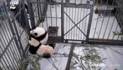Bakıcısına Sarılıp Bırakmayan Panda