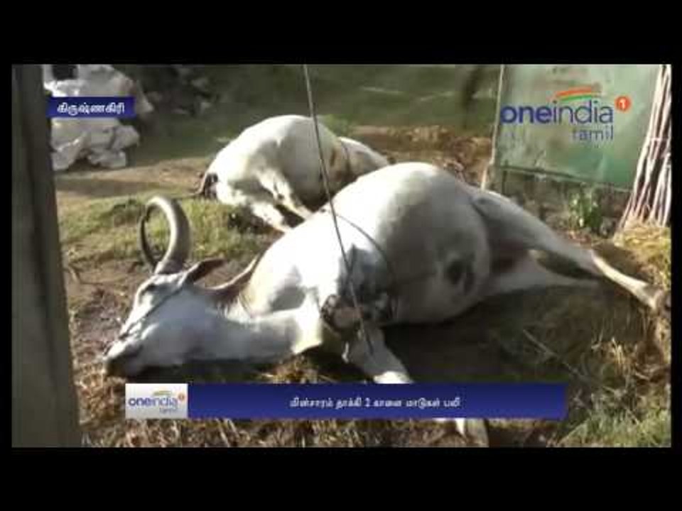 Two bulls electrocuted due to rain - video  - Oneindia Tamil