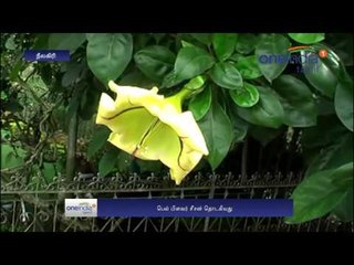 Ooty: Bell flowers attacks tourists - Oneindia Tamil