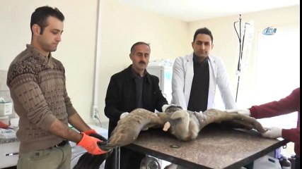 Yaralı Kızıl Akbaba Tedavi Altına Alındı
