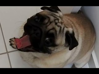 A Pug Yawning Should Not Be This Adorable