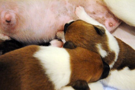 BB Fox-terriers à poil lisse de Galante du Castel des Près et d'Aramis Vom Wildpark