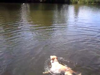 Ce chien est comme un poisson dans l'eau !