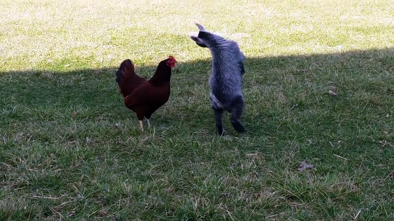When Rooster Met Goat