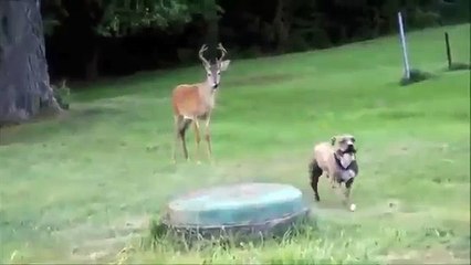 【閲覧注意】悪い事をしたと犬が理解していた結果