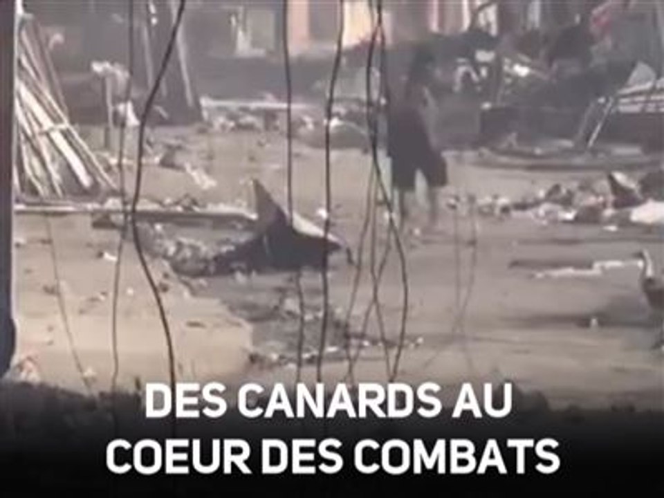Des canards perdus dans les combats de Mossoul