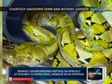 Saksi: 100  endangered reptiles na   ipinuslit at nasabat sa HK, naibalik na sa PHL