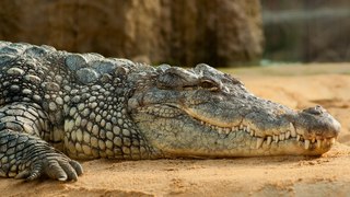 Ultimate Crocodile - National Geographic Documentary